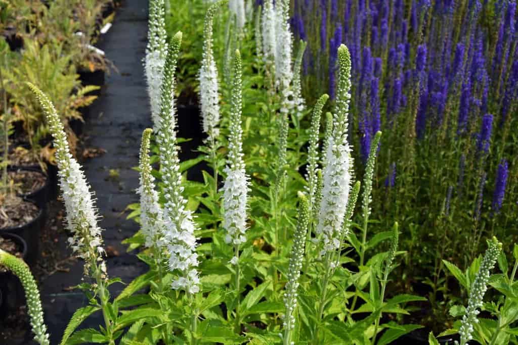 Veronica spicata 'Icicle' ---